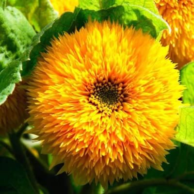 Sunflower ‘Double dazzler’ is unusual for H. annuus, in that it is capable of growing multi-flowered stems