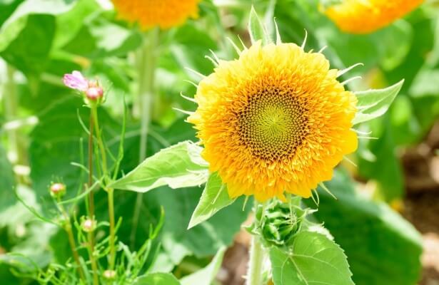 Sunflower ‘Teddy bear' are utterly adorable additions to patio containers or the front of borders