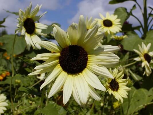 Sunflower ‘Vanilla ice’ is a species of multi-stemmed sunflowers, with multiple flowers on each plant