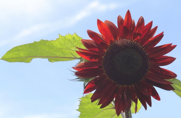 Sunflower ‘Claret’ is one of the deepest reds you can find in the sunflower world