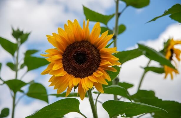 Sunflower ‘Giant russian’ can reach over 10ft tall, towering over any gardener,