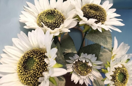 Sunflower ‘Italian white’ are man-made cultivars of the common H. annuus, native to America