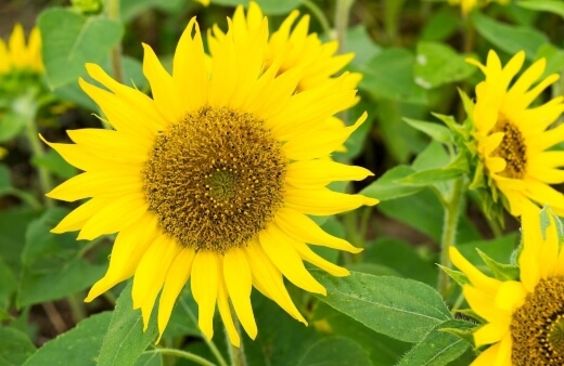 Sunflower ‘Pacino gold’ is typically sold as multi-headed sunflowers but grows best when pinched out to produce single-flowered plants