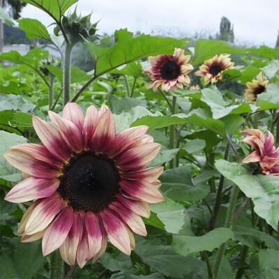 Sunflower ‘Pro-cut plum’ perfect for a mixed annual border, but they can reach up to 6ft in ideal conditions