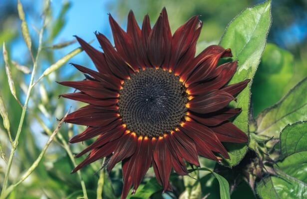 Sunflower ‘Red sun’ have delicately overlapped petals with gently rounded tips, growing to just under 6ft tall