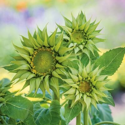Sunflower ‘Sun fill green’ is one of the many cultivars of Helianthus annuus