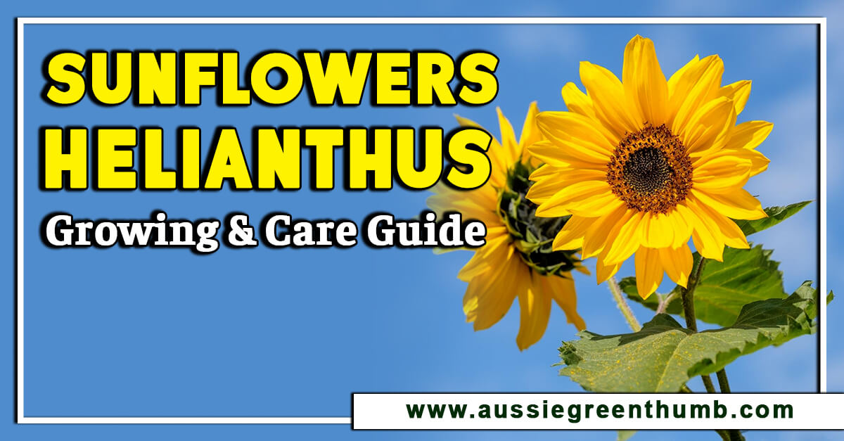 Sunflowers – Helianthus Growing and Care Guide