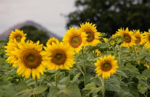 Sunflowers, or Helianthus, are a genus containing over seventy species of flowering plants