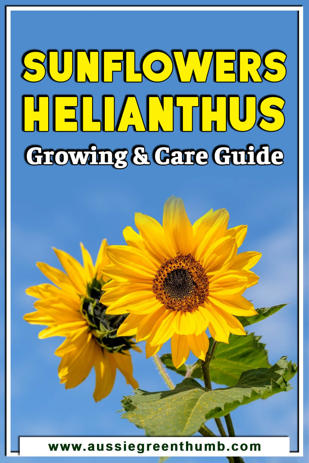 Sunflowers – Helianthus Growing and Care Guide