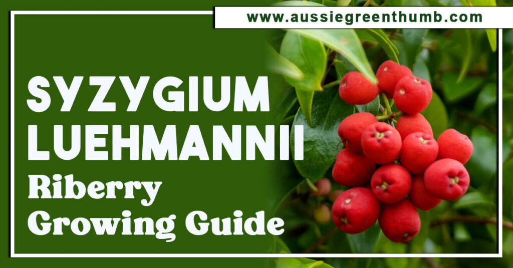 Syzygium Luehmannii Riberry Growing Guide