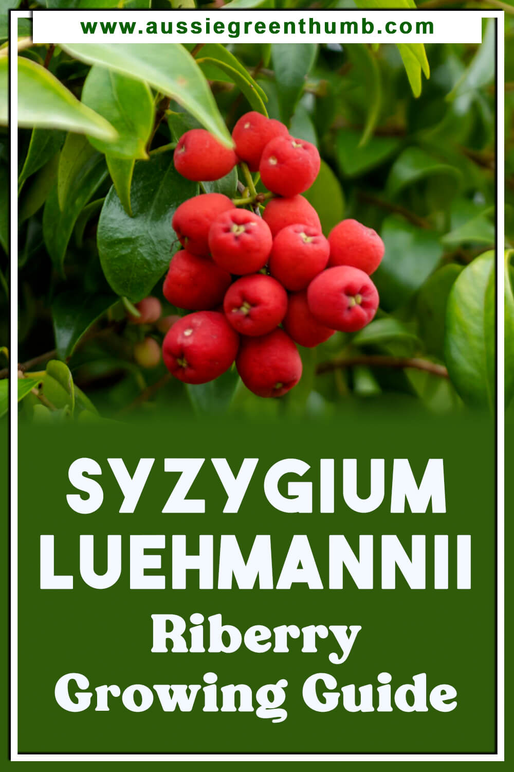 Syzygium Luehmannii Riberry Growing Guide