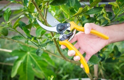 Tips on Pruning Australian Native Plants