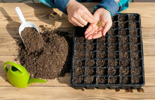 Tools You’ll Need for Sowing Seeds