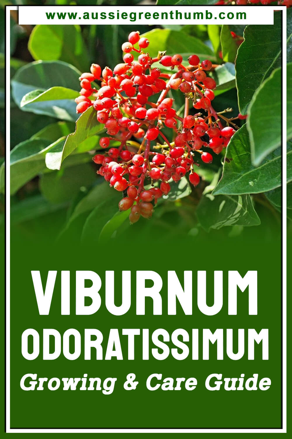 Viburnum Odoratissimum – Growing & Care Guide