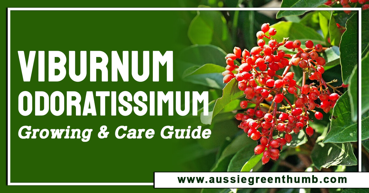 Viburnum Odoratissimum – Growing & Care Guide