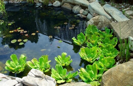 Water plants are plants that grow well when their roots are submerged for most of the year in water