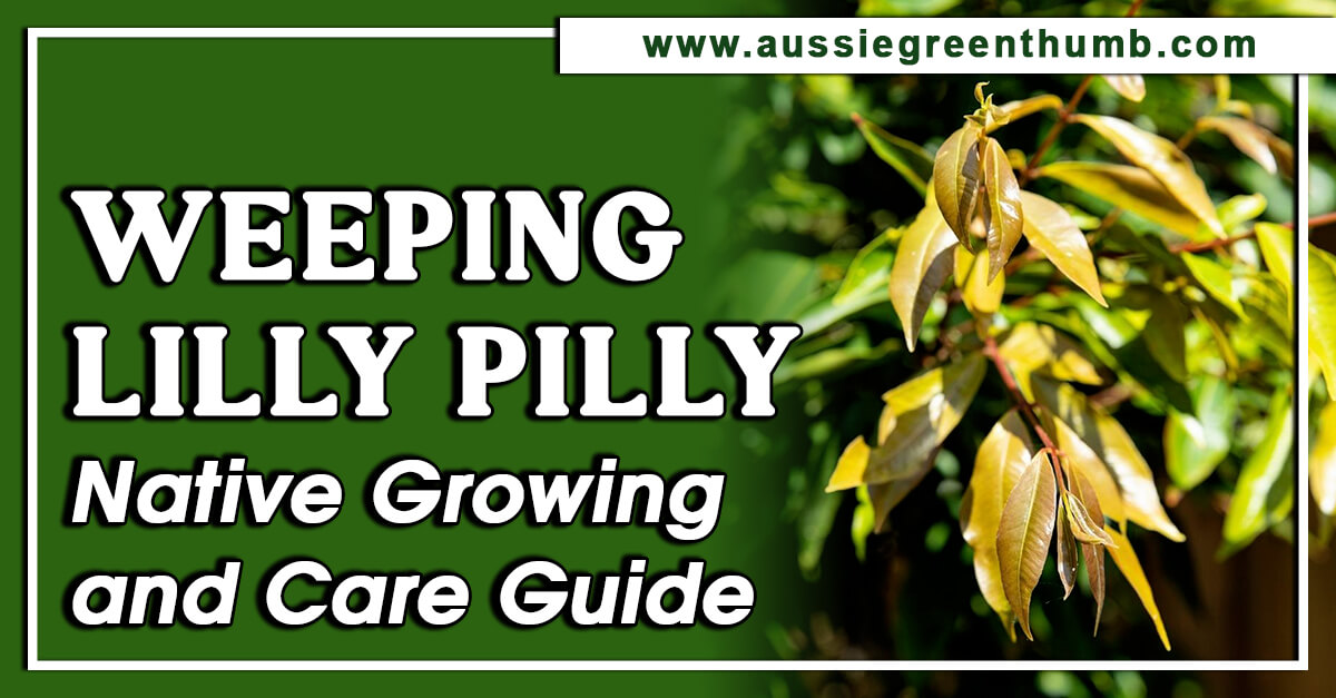 Weeping Lilly Pilly Native Growing & Care Guide AGT