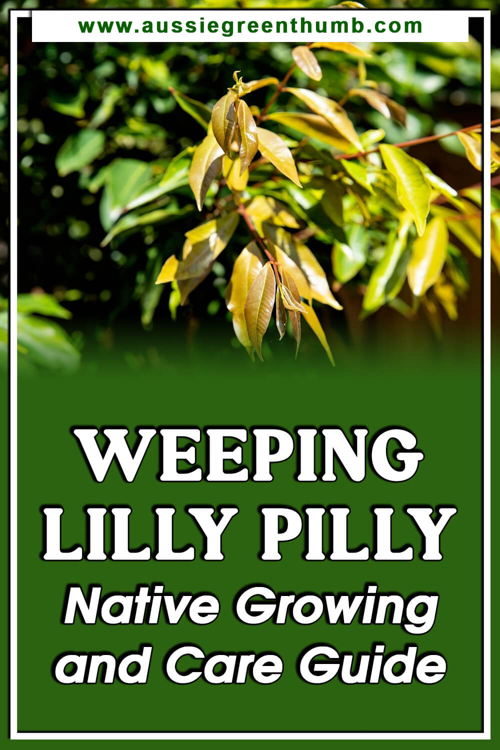 Weeping Lilly Pilly Native Growing & Care Guide