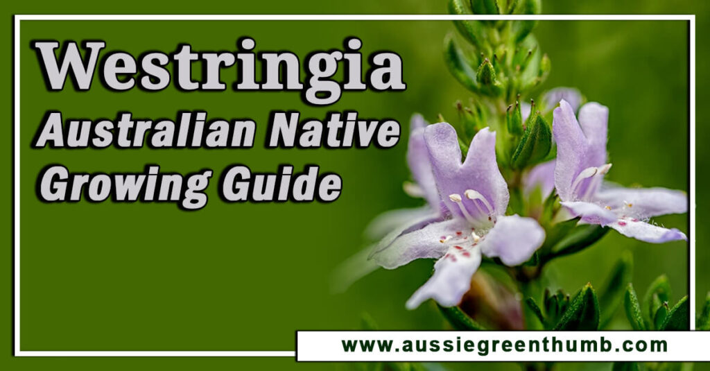 Westringia Australian Native Growing Guide