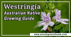 Westringia Australian Native Growing Guide