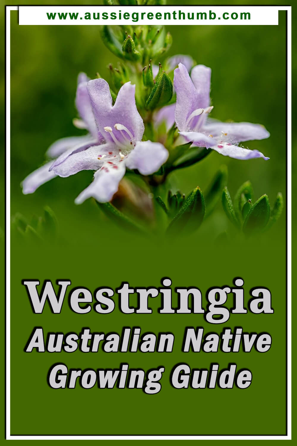 Westringia Australian Native Growing Guide