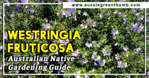 Westringia Fruticosa Australian Native Gardening Guide