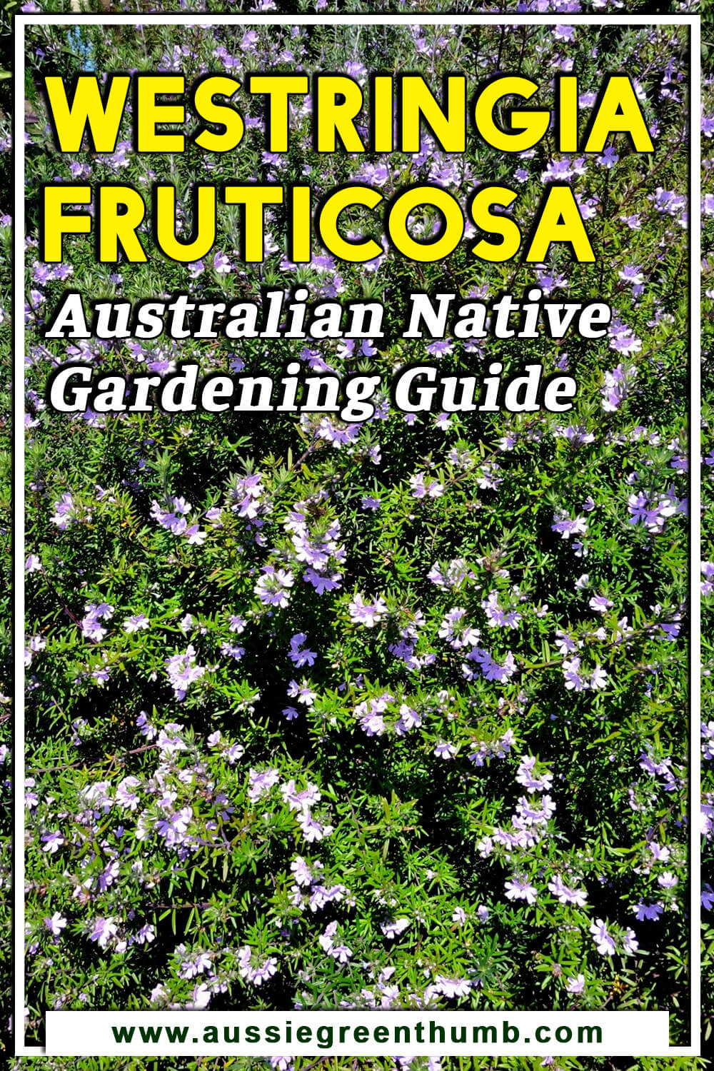 Westringia Fruticosa Australian Native Gardening Guide