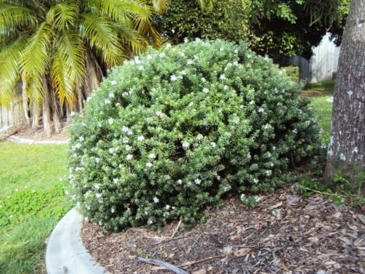 Westringia Fruticosa is a particular evergreen shrub known as coastal rosemary is a type of mint native to Australia
