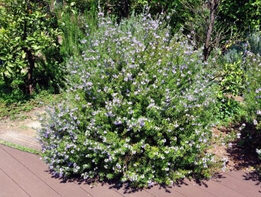 Westringia Fruticosa is a very tough native shrub that can offer growers both decorative qualities and practical applications within their landscapes