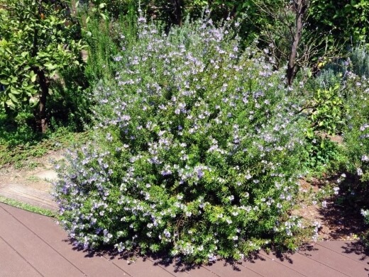 Westringias feature fast-growing, grey to deep green foliage and delicate mauve, blue-purple or white blooms depending on the variety