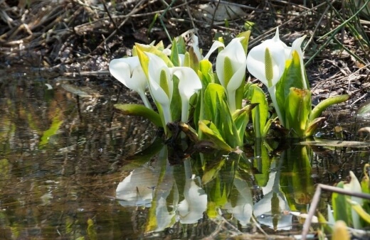 White Calla Lilies are moisture-loving plants, and are typically happiest in boggy areas around the edges of ponds