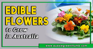 Best Edible Flowers to Grow in Australia