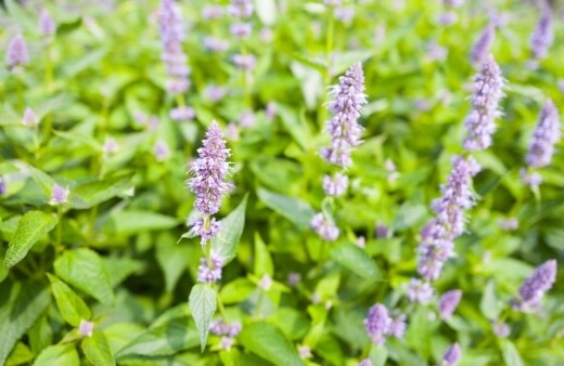 Agastache flowers have a powerful aniseed flavour, while some varieties have a more distinct taste of liquorice