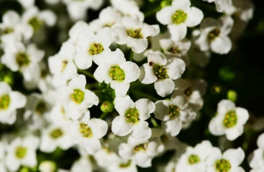 Alyssum flowers are best eaten raw or brewed into a tea