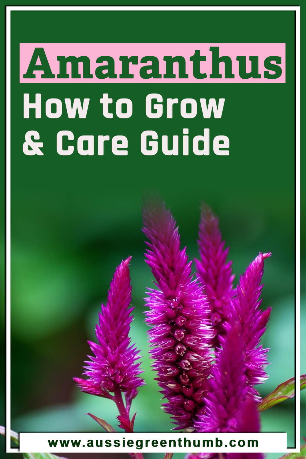 Amaranthus How to Grow and Care Guide