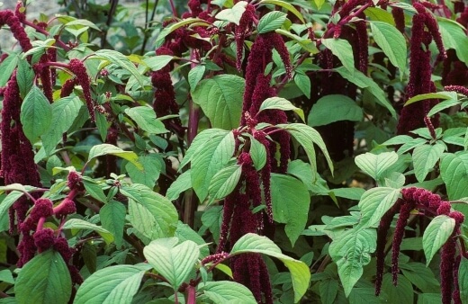 Amaranthus flowers have a delicate nutty flavour, which hints at the nutty seeds to come