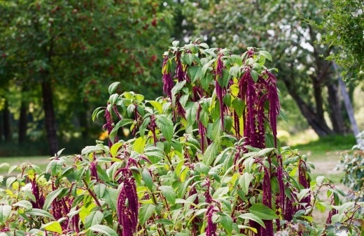 Amaranthus is a prehistoric plant, first thought to have been cultivated by the Aztecs thanks to its abundant grain production