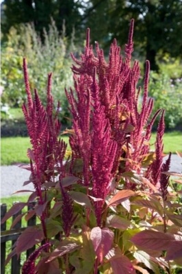 Amaranthus is very easy to grow, preferring a bright sunny spot with well-drained soil