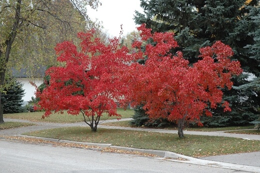 Amur maple is one of the smaller trees in the Acer genus and is sometimes called Siberian maple