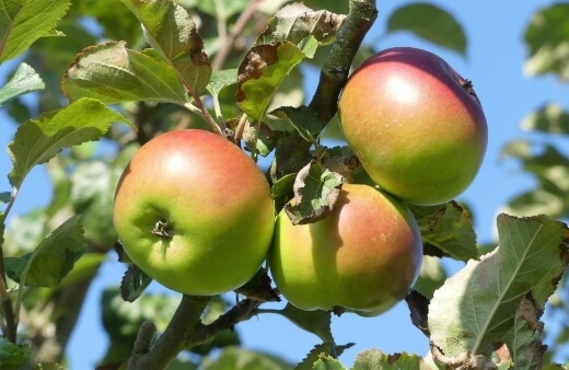 Annie Elizabeth Apple is a variety of cooking apples with a slightly sweeter flavour than Bramley