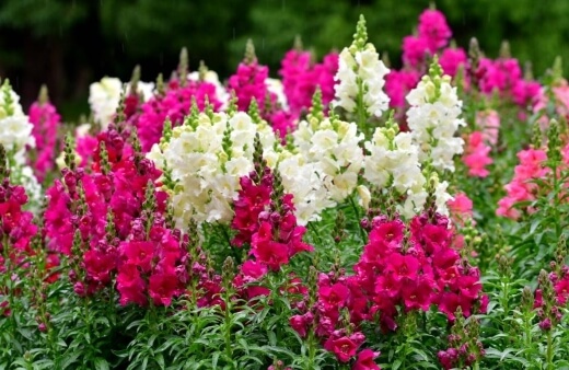 Antirrhinum are the epitome of edible flowers