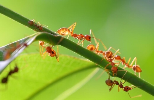 Ants are Beneficial Insects for Pest Control