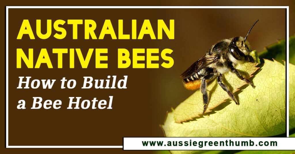 Australian Native Bees How to Build a Bee Hotel