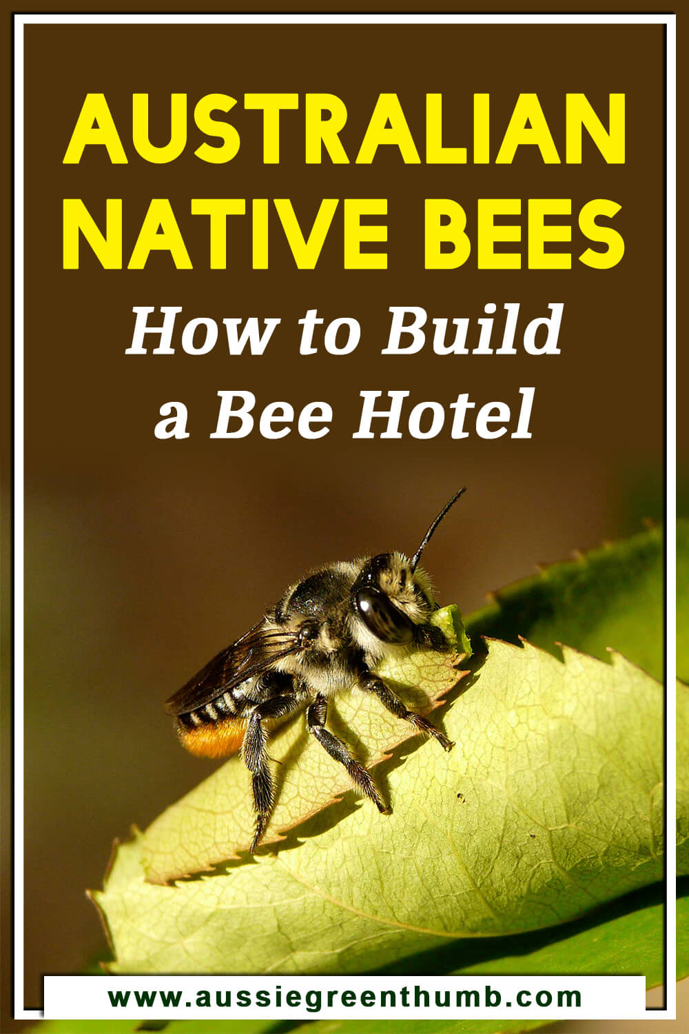 Australian Native Bees How to Build a Bee Hotel