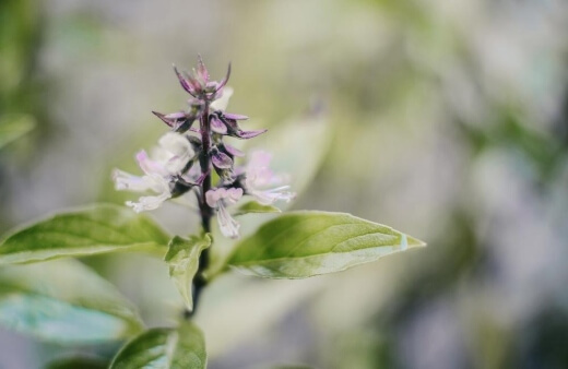 Basil flowers can be eaten raw, or used mixed into sauces and soups, just like the leaves, but tend to hold their shape, so chop them small