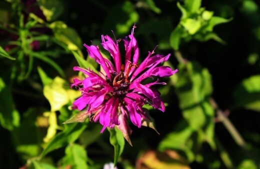 Bergamot flowers are sweet, spicy, and when brewed into a tea make a delightfully rich earl grey flavour