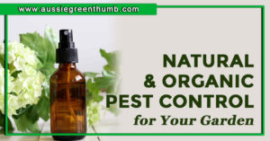 Best Natural and Organic Pest Control for Your Garden