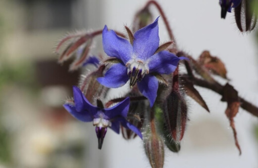 Borage leaves have a cucumber flavour which adds zest and freshness to salads