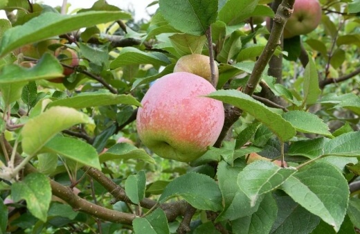 Braeburn Apple are perfect for apple storage