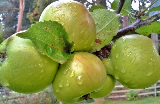 Bramley Apple typically last for four months in storage, but can keep for up to six months if you can keep temperatures below 5 degrees